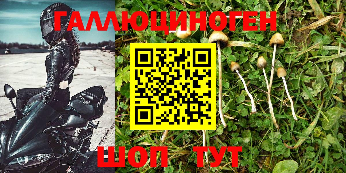 Псилоцибиновые грибы Cubensis Будённовск