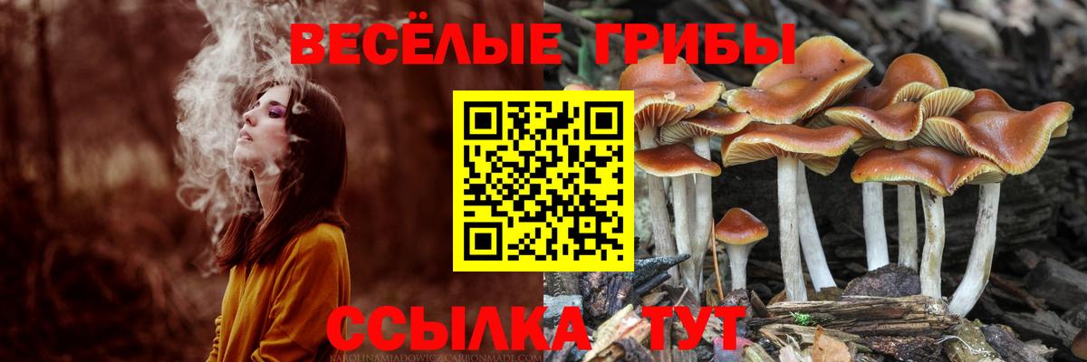 Будённовск  Галлюциногенные грибы Psilocybine cubensis  Вход с VPN 